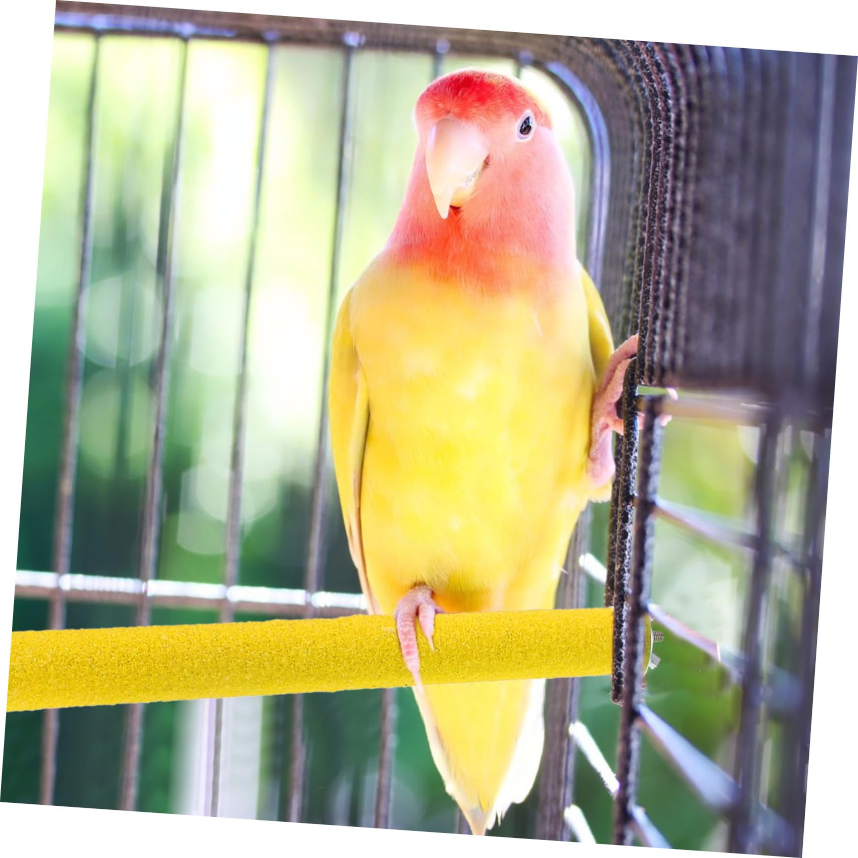 Toddmomy 10pièces Perchoirs pour Cage à Oiseaux pour Perroquets Perruches Calopsittes Conures Et Perruches Ondulées avec Plateforme pour Gratter Les Pattes Et Bâtonnets pour Naturelle des g