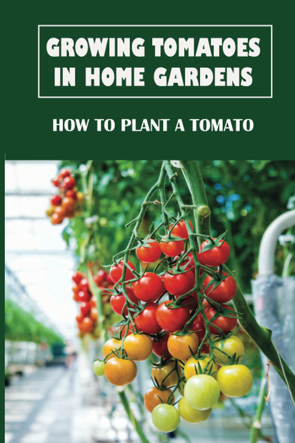 Growing Tomatoes In Home Gardens: How To Plant A Tomato: Growing Tomatoes For Beginners