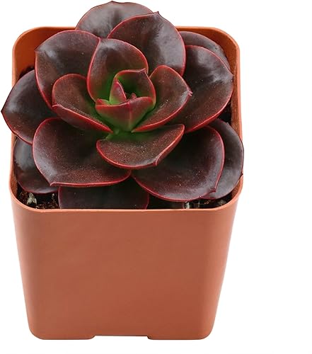 Echeveria Melaco - 2 plantas de inicio en macetas de cultivo de 2 pulgadas, raras y hermosas, coloridas compactas de fácil cuidado
