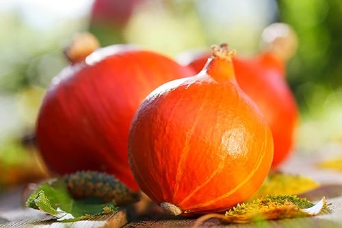 20 semillas japonesas de calabaza Kuri Hokkaido rojas para plantar, cultiva tu propia decoración de otoño, deliciosas y comestibles