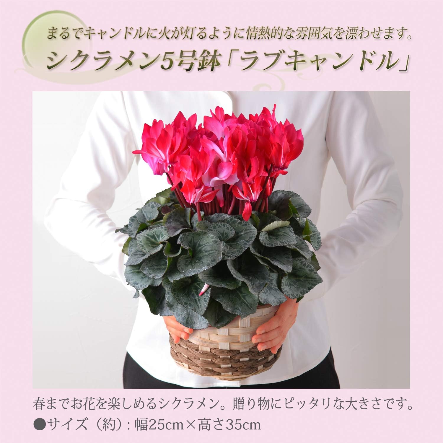 Amazon Co Jp 花のギフト社 シクラメン ラブキャンドル シクラメン鉢植え シクラメン花 鉢植え シクラメン5号鉢 Diy 工具 ガーデン