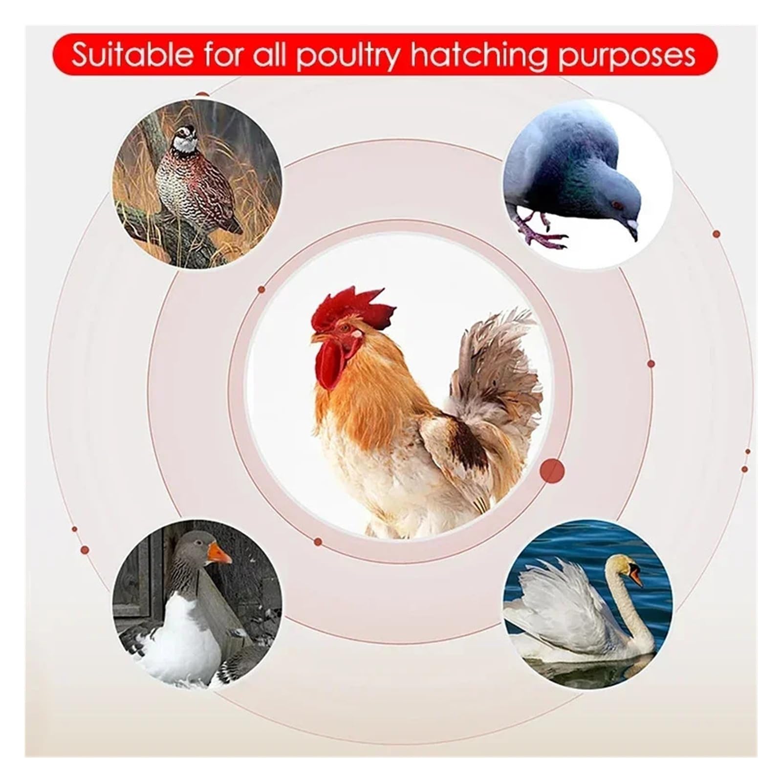 Incubadora de 24 huevos eléctrica dual inteligente totalmente automática for pollos, patos, gansos, palomas, granjas avícolas, criadora de aves. Rendimiento alto