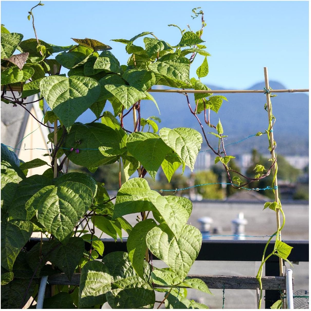 Everwilde Farms - 1 Lb Kentucky Blue Pole Bean Seeds - Gold Vault