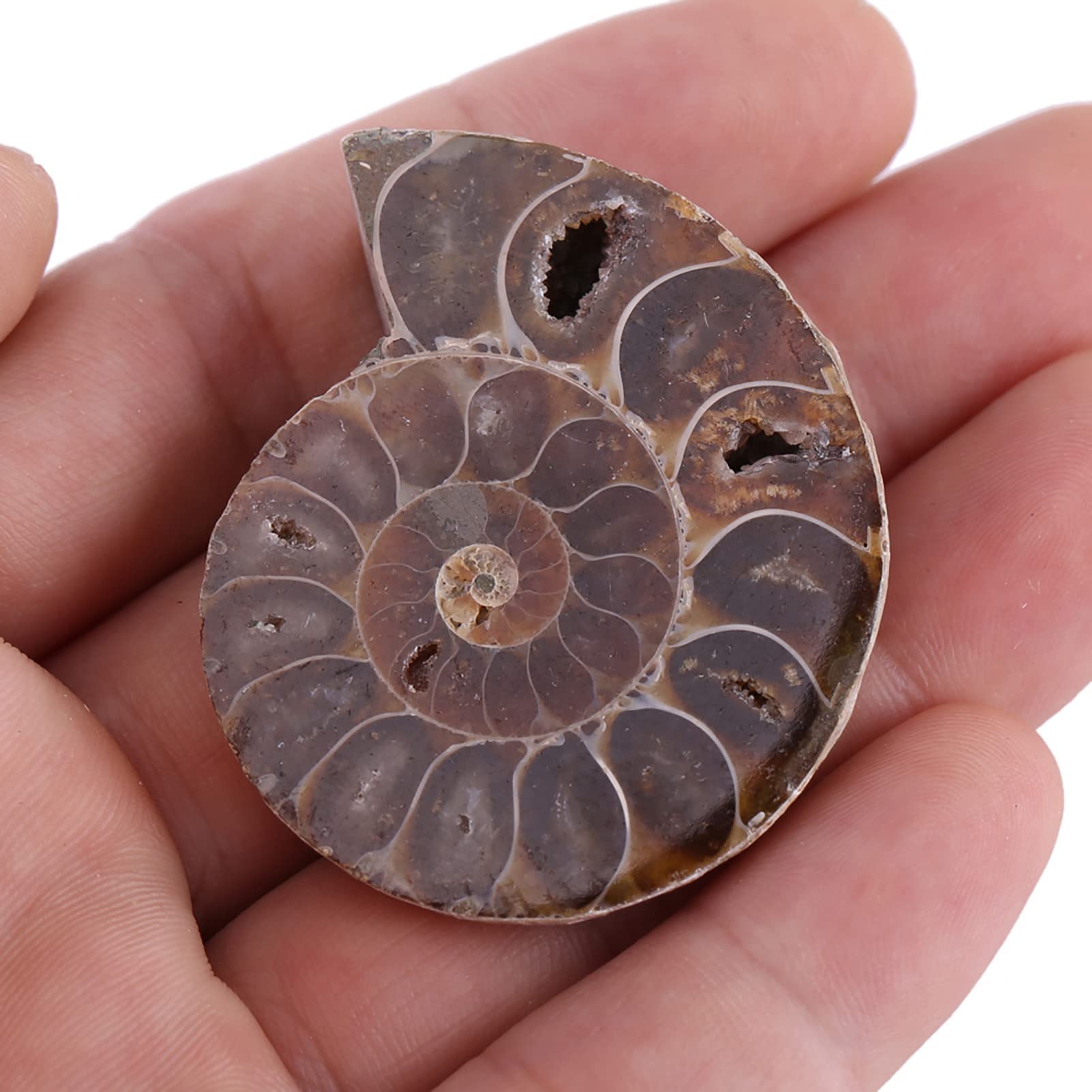 2 Pcs Ammonite Fossile Spécimen Ammonite Véritable Dinosaure Fossiles Shell Madagascar Pierres Naturelles Et Minéraux Spécimens D'enseignement Spécimen Minéral (4cm)(Diameter 4cm)