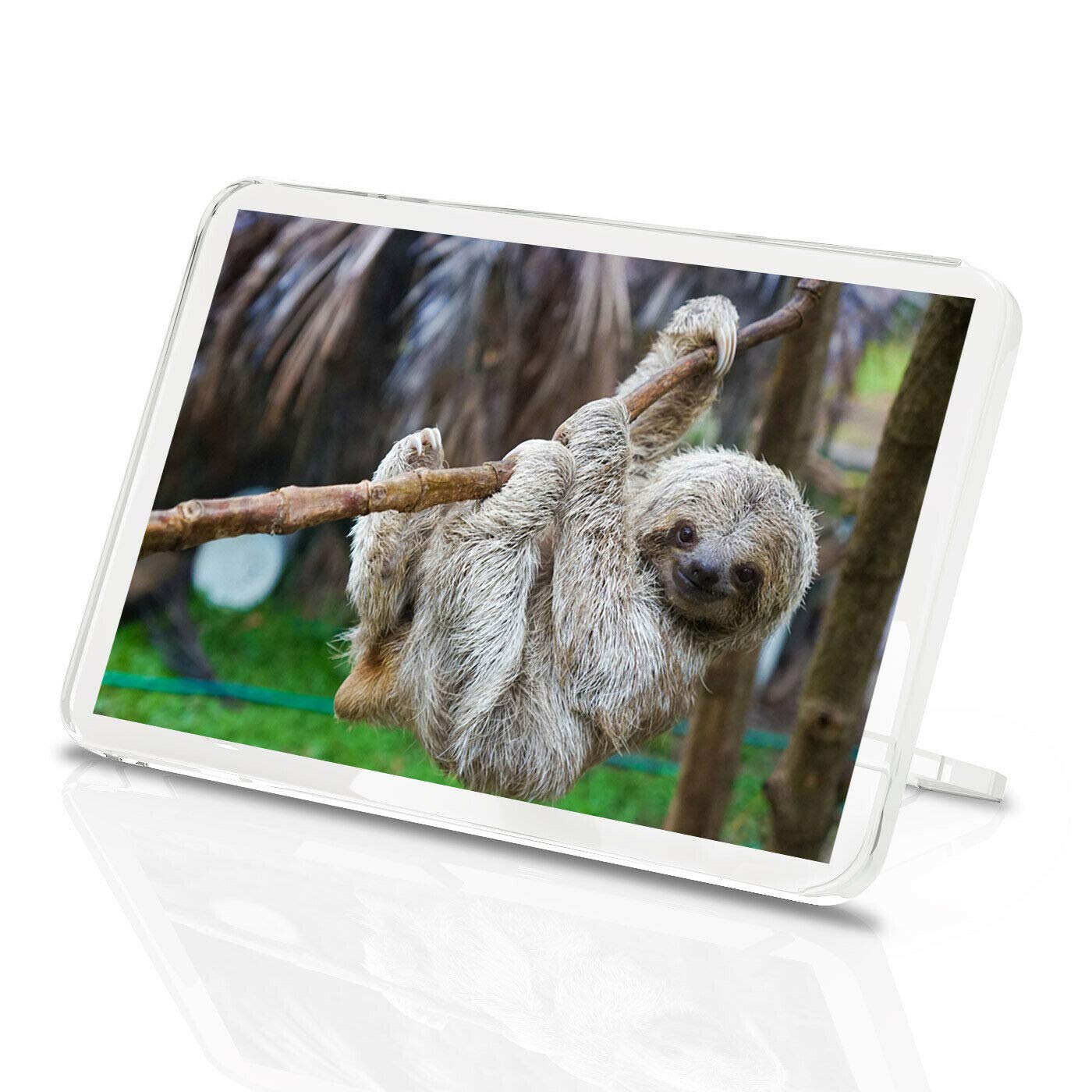 Destination Vinyl Magnets Multicolor Baby Sloth Classic Fridge Magnet - Animal Wild Lazy Nature #13048