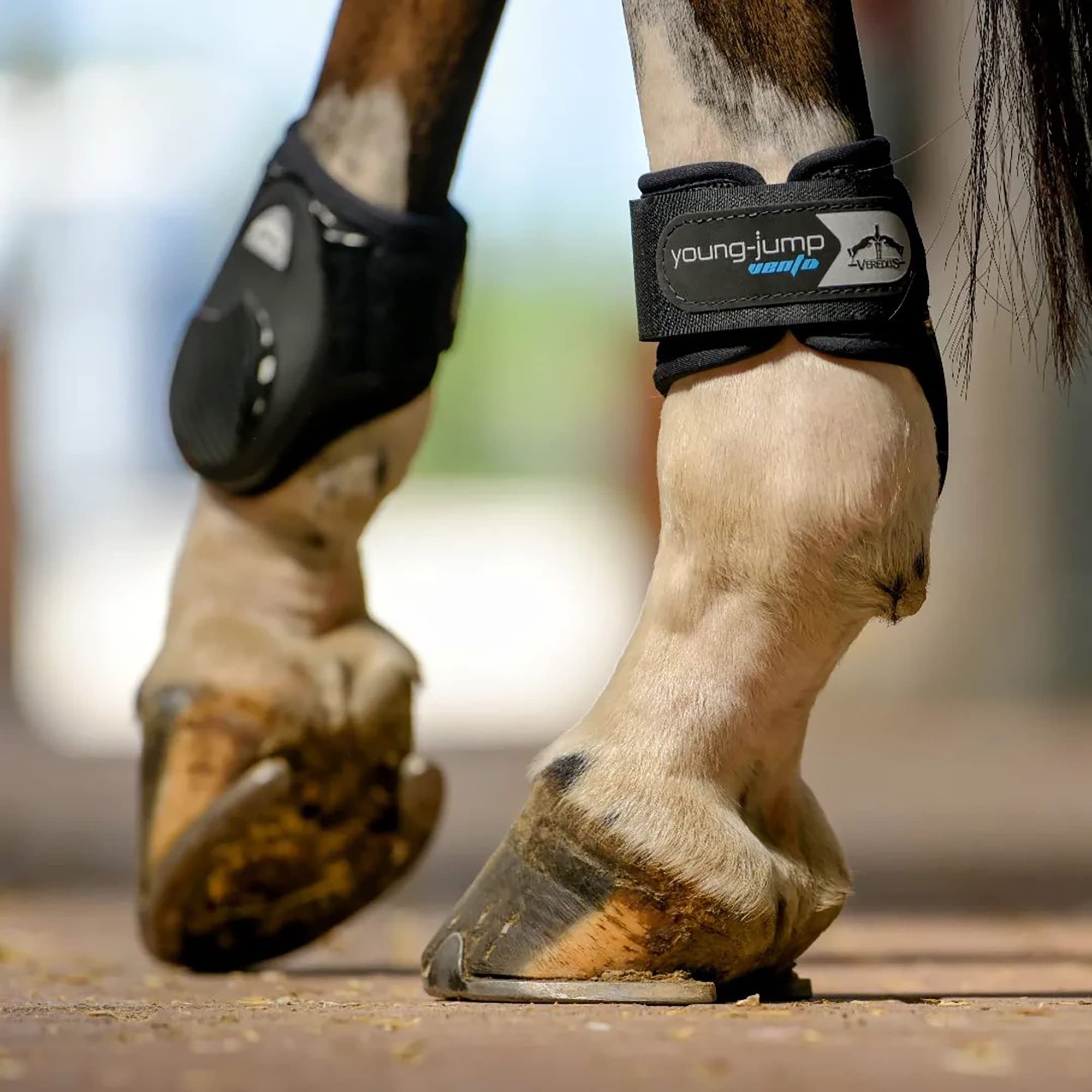 VEREDUS - Young Jump Vento Fetlock Boots