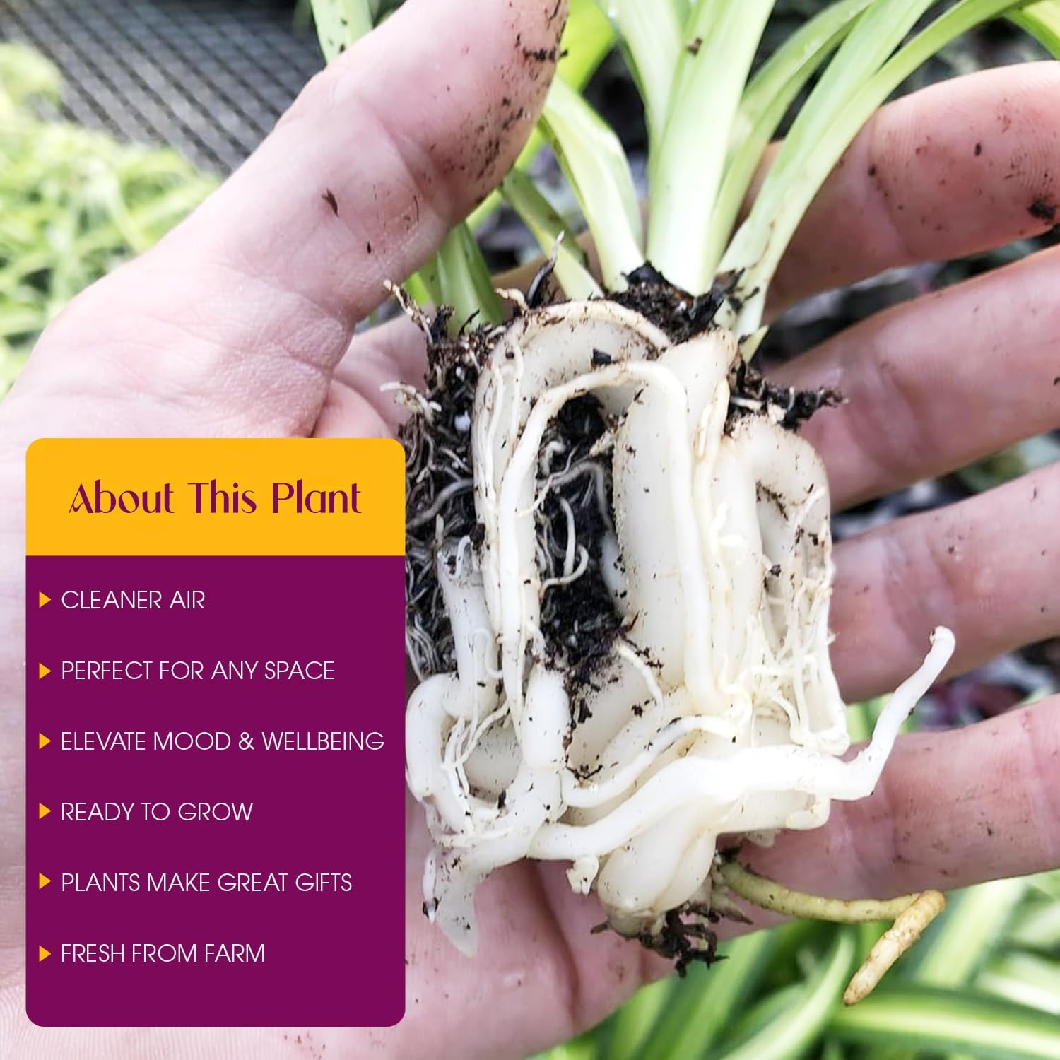 Hawaiian Spider Plant - 4 Pack Live Starter Plants - for Home & Office Decor - Air Purifying Rare Houseplants with White & Green Striped Foliage - Easy to Grow Indoor & Garden Plant