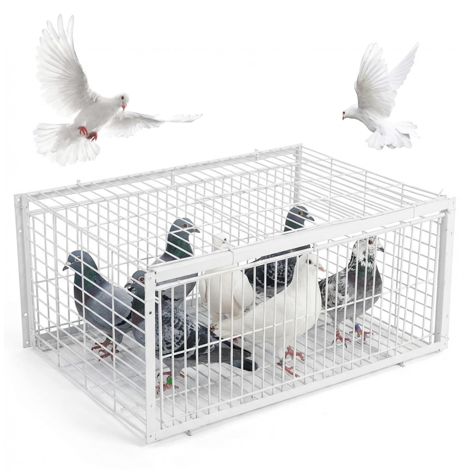 Piège à pigeons à sens unique pour éliminer les fientes de jardin