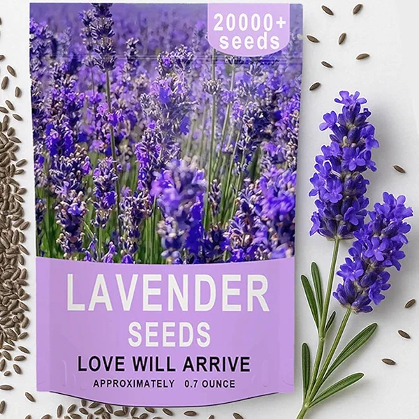 20000+ Lavender Seeds Bulk- Non GMO Premium English Lavender Seeds for Planting Outdoors or Intdoors, Wildflower Seed Grow Fragrant Gardens, DIY Essential Oils, Perfect for Home Gardeners, Gifts