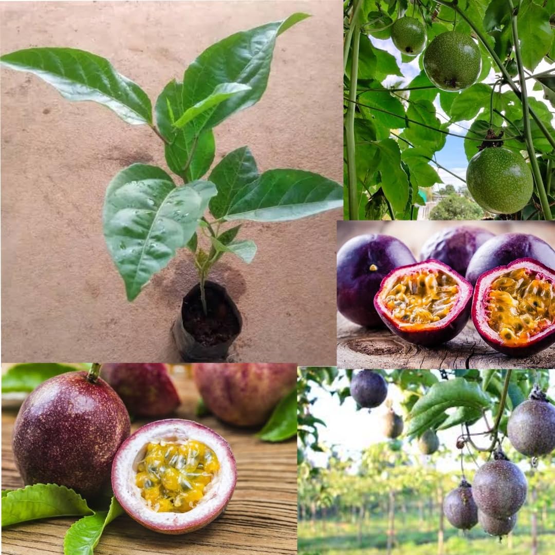 BISWAS PLANTS HOUSE Sweet Purple Passion/Passiflora edulis Hybrid Fruit Live (Plant Pack Of-1 Healthy Plant) (B0D4VSY2YY) Amazon Price History, Amazon Price Tracker