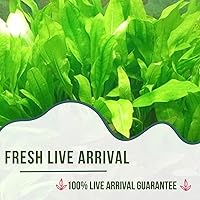 Vista 6 de Mainam Yaxa Sword Echinodorus Bleheri - Decoraciones tropicales de agua dulce para acuario (3 unidades)