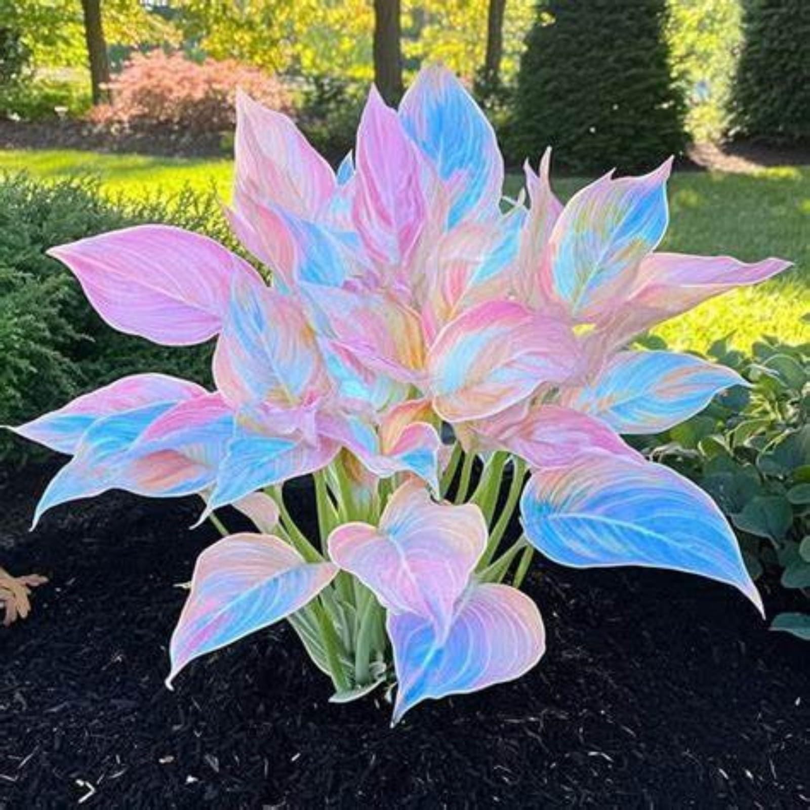 Brilliant Hosta Bulbs Mix for Planting Now UK/Strong Plants That Grow Well/Home Decoration/Professional Planting,Natural Organic/Rapid Growth Stunning Garden Displays.-10Bulbs-C