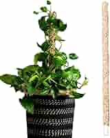 ミ*ミ様 MOSS STICK U5 154cm Amazon.com : Sukh Moss Totem Pole - Moss Pole for Plants
