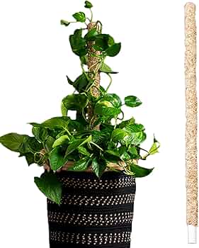 716pUQh2OcL._AC_UF350,