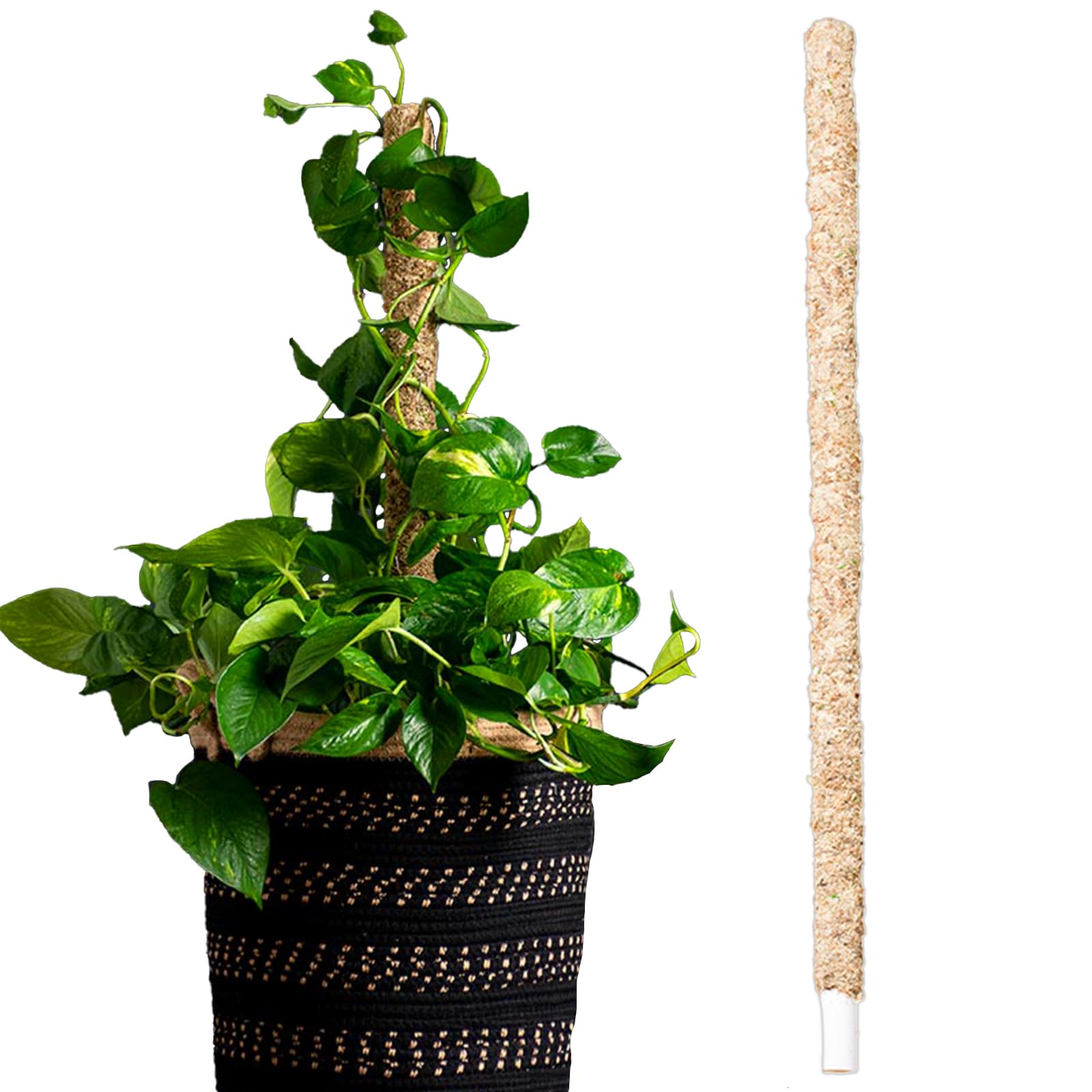 < 希少 >MOSS stick modernfish Amazon.com : SuperMoss 22236 Sphagnum Moss Pole Long Lasting