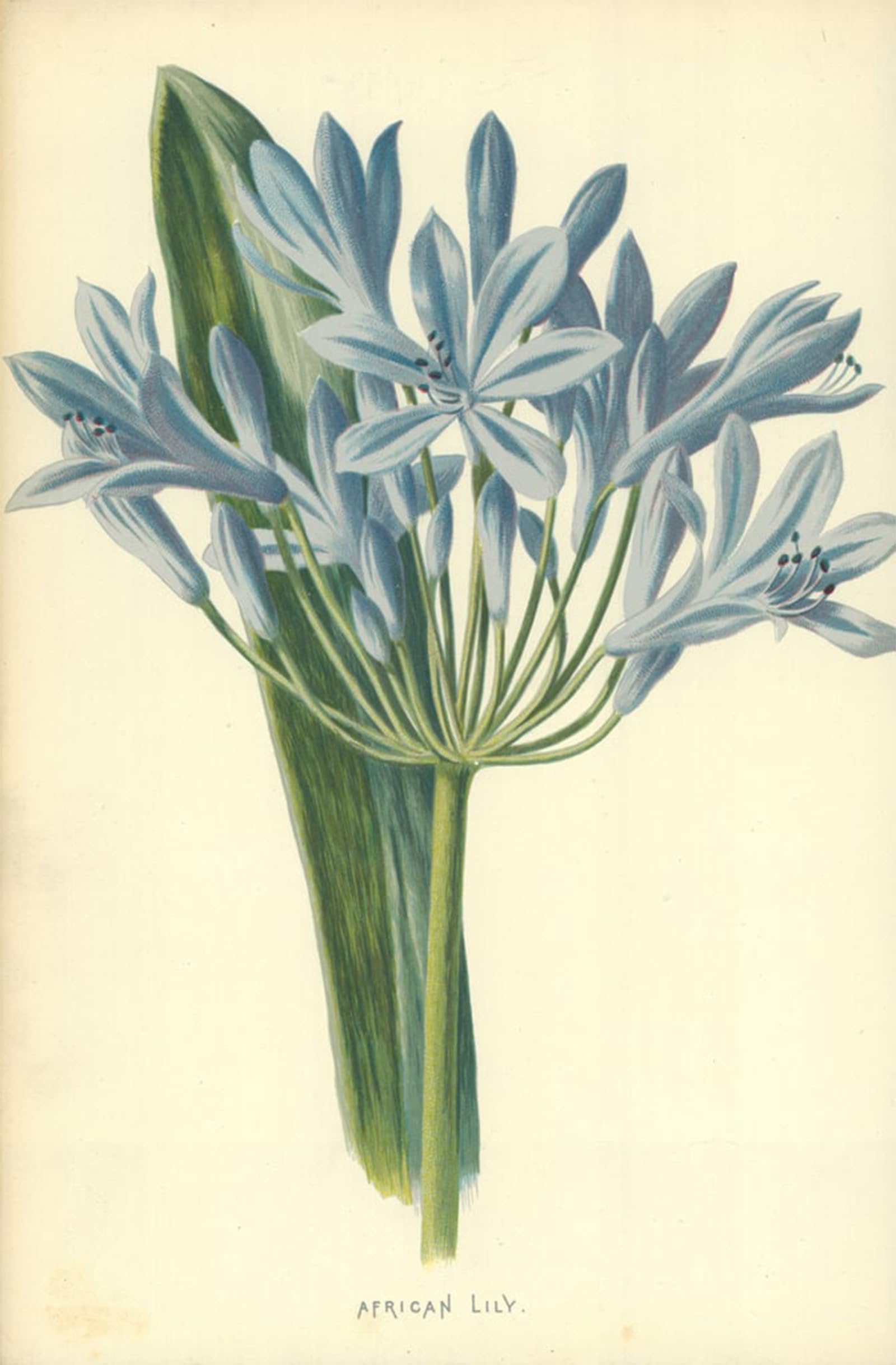 SERENDIPITP Vintage Wall Art Canvas Nordic Poster Canvas Print Picture African Lily by Frederick Edward Hulme Wall Art Poster for Home Decor 60x90cm