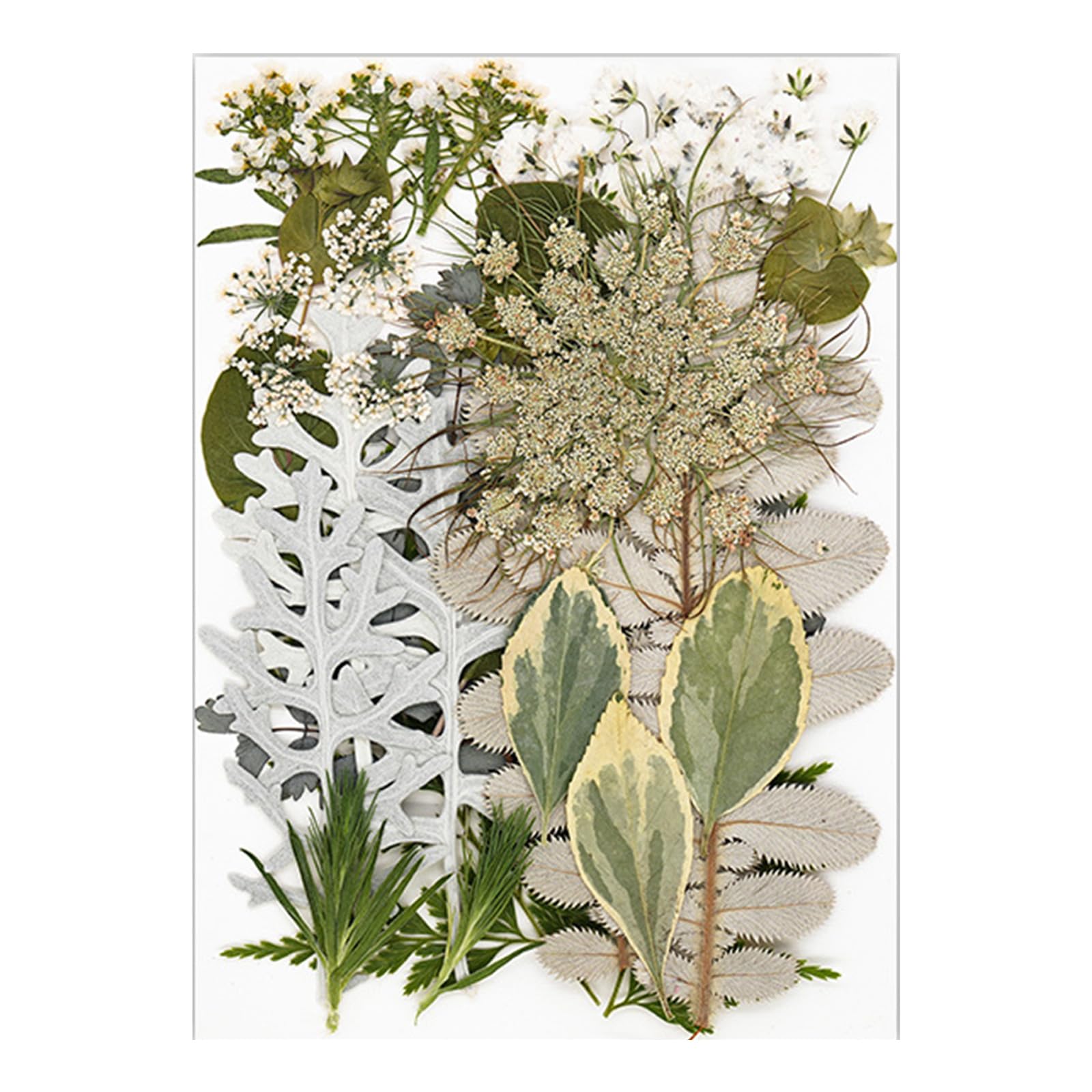 carotoe Dried Pressed Flower for Resin Molds Natural Dry Flower Leaves for Art Craft Supplies Scrapbooking Jewelry Making Natural Dried