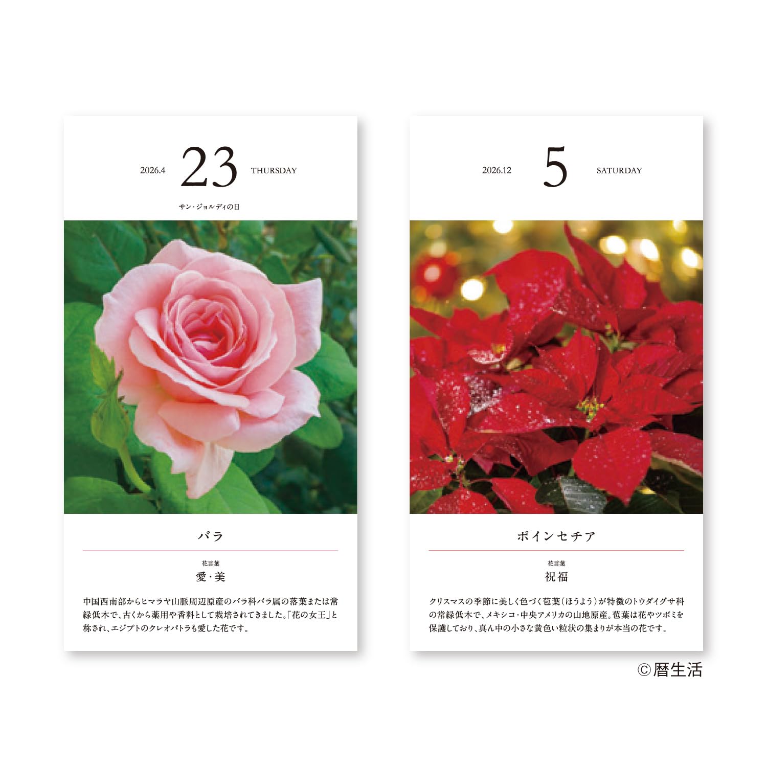 Amazon | 新日本カレンダー 2026年 カレンダー 日めくり 花の日めくり