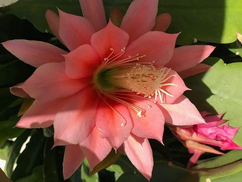 1 planta suculenta de esquejes de cactus de orquídea Agatha Epiphyllum #TND205