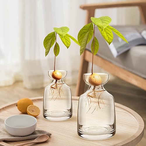 Miniatura 7 de Jarrones de cristal para árbol de aguacate, kit de cultivo de árboles de aguacate, maceta de bellota, florero de bombilla de vidrio para el hogar,