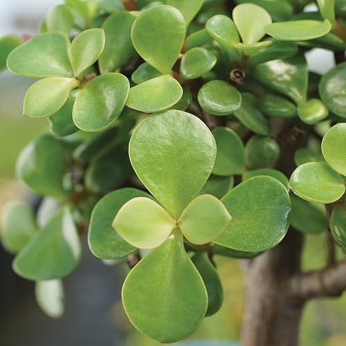 Miniatura 4 de Brussels Live Dwarf Jade - Árbol bonsái para exteriores 4 años de edad 6 a 10 pulgadas de alto con recipiente decorativo bandeja de humedad y roca