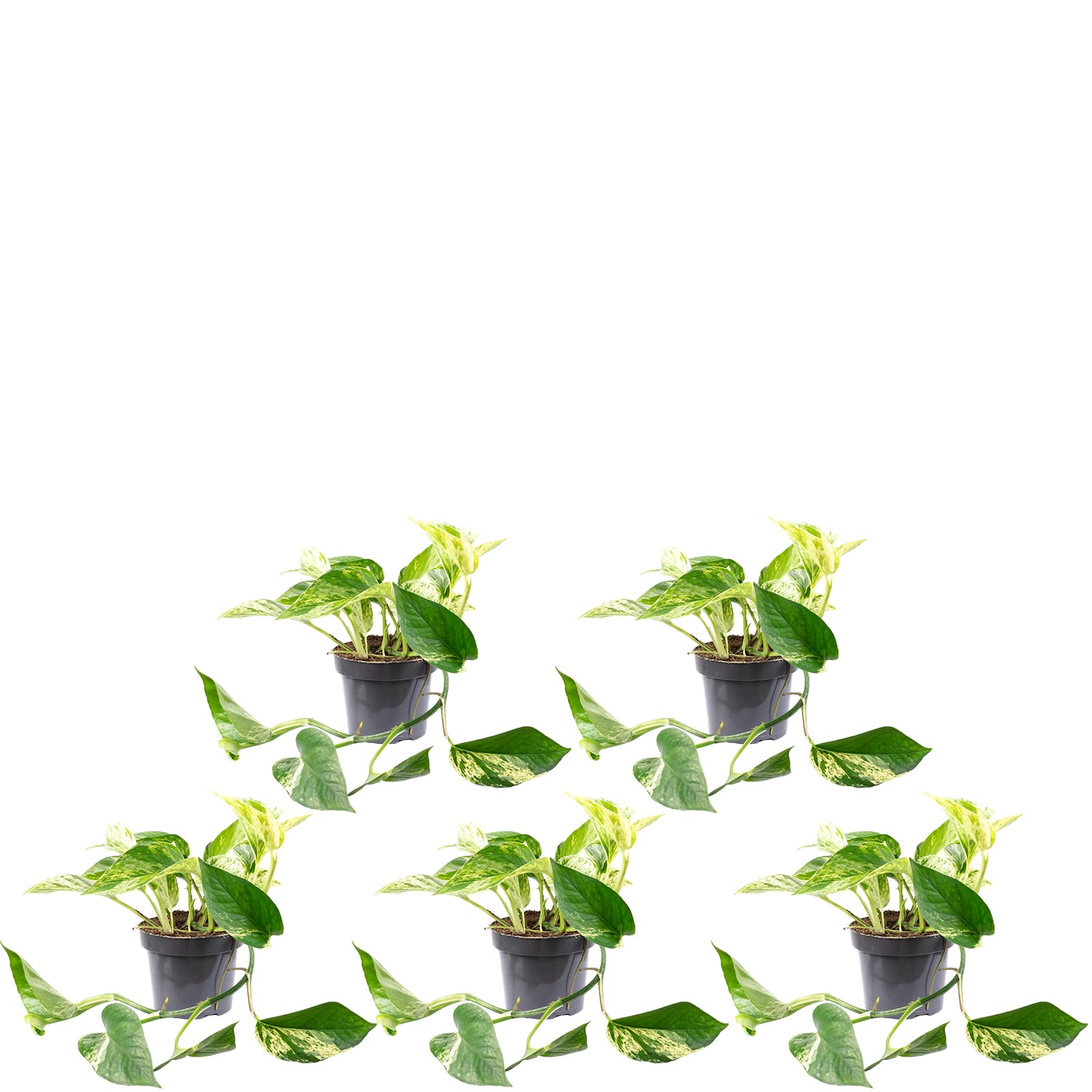 5er-Set Efeutute - echte Zimmerpflanze, Epipremnum aureum - Höhe ca. 15 cm, Topf-Ø 12 cm