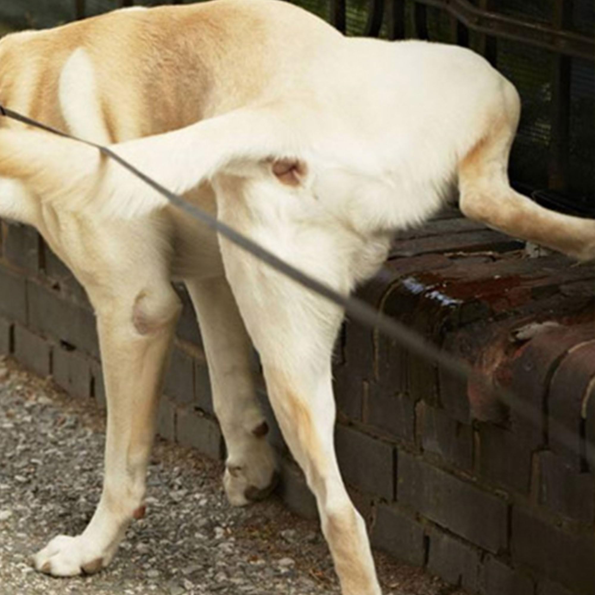 Repelente de Orines ECO 1L + Pulverizador. Antiorines Suelos y Fachadas | Evita que las fachadas y pavimentos absorban orina de perros o personas, manteniendo las superficies limpias y sin manchas.