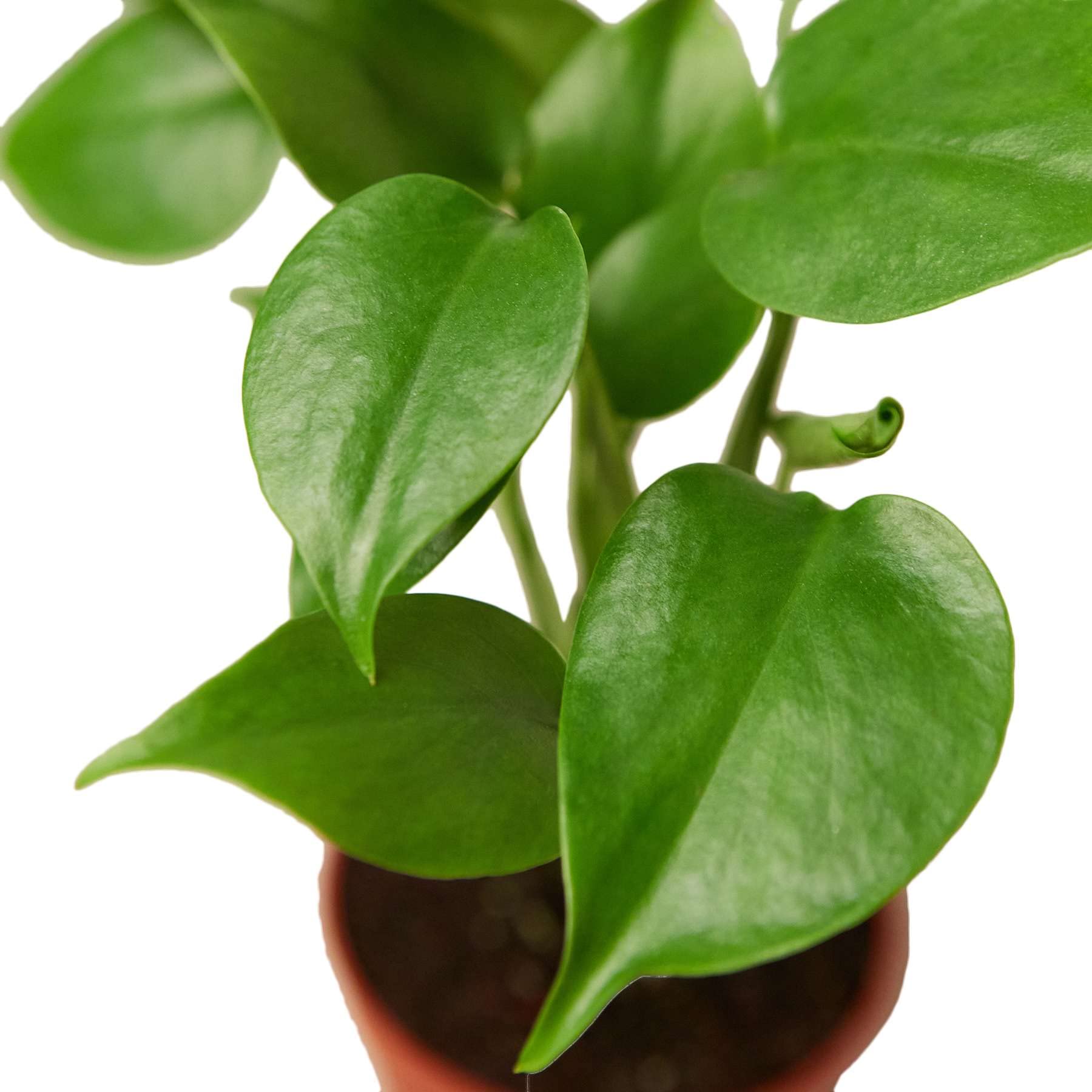 succulent plant near me Sedum rubrotinctum 'Mini Me' 2 Inch main image 0