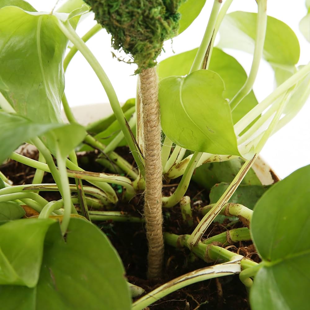 Amazon | 2本 園芸 支柱 曲げる モンステラ観葉植物 ポトス ヘゴ ココ