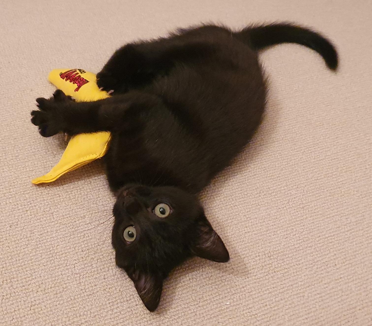 Yeowww! Catnip Toy, Yellow Banana Pet Supplies