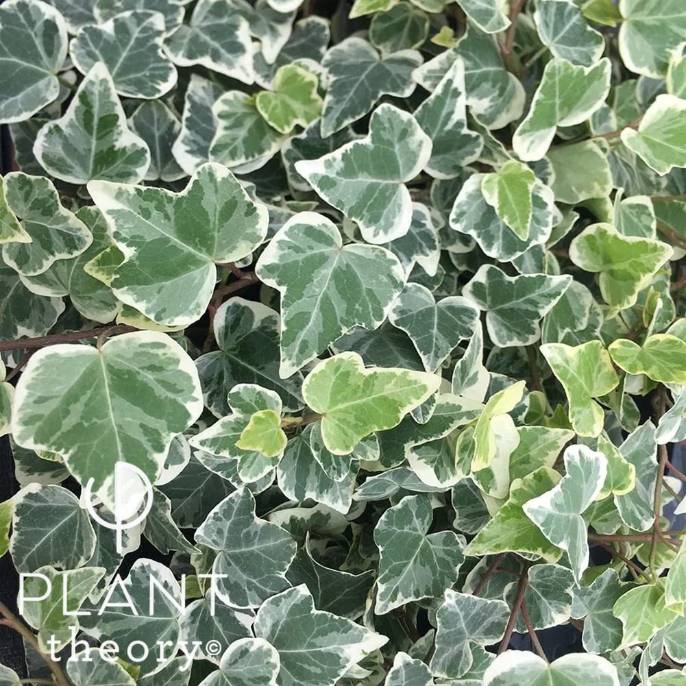 Hedera Helix White Wonder | English Ivy Or Common Ivy | 8.5cm Pot | Climbing Plants | Plant Theory