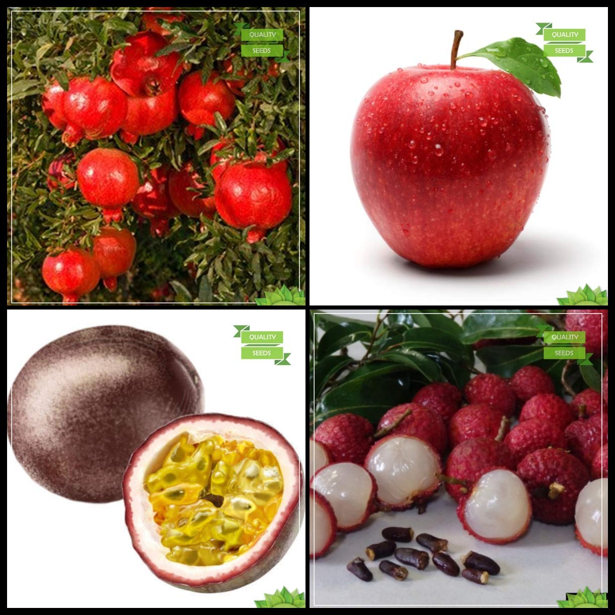 Creative Farmer Planting Seeds Combo Fruit : Pomagranate Dwarf, Apple, Passion Fruit - Violet, Litchi Tree Seeds Terrace Gardening (B07HTJ86RJ) Amazon Price History, Amazon Price Tracker