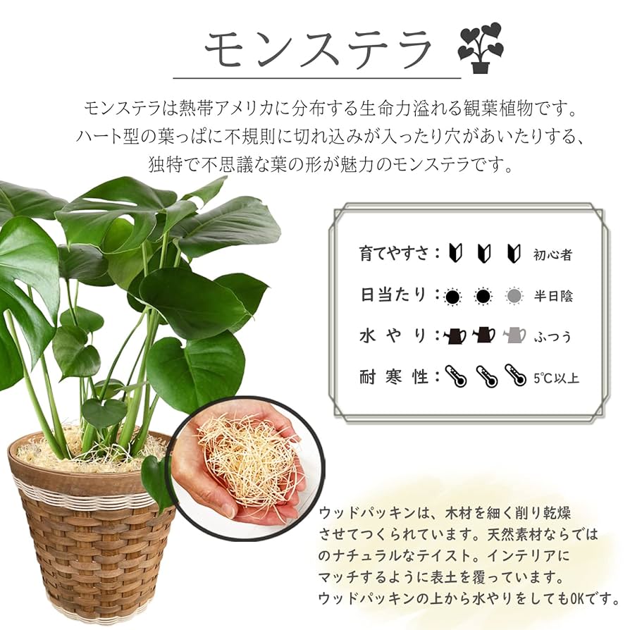 モンステラ 観葉植物 大きな切れ込み 大型 室内用 引き取り限定