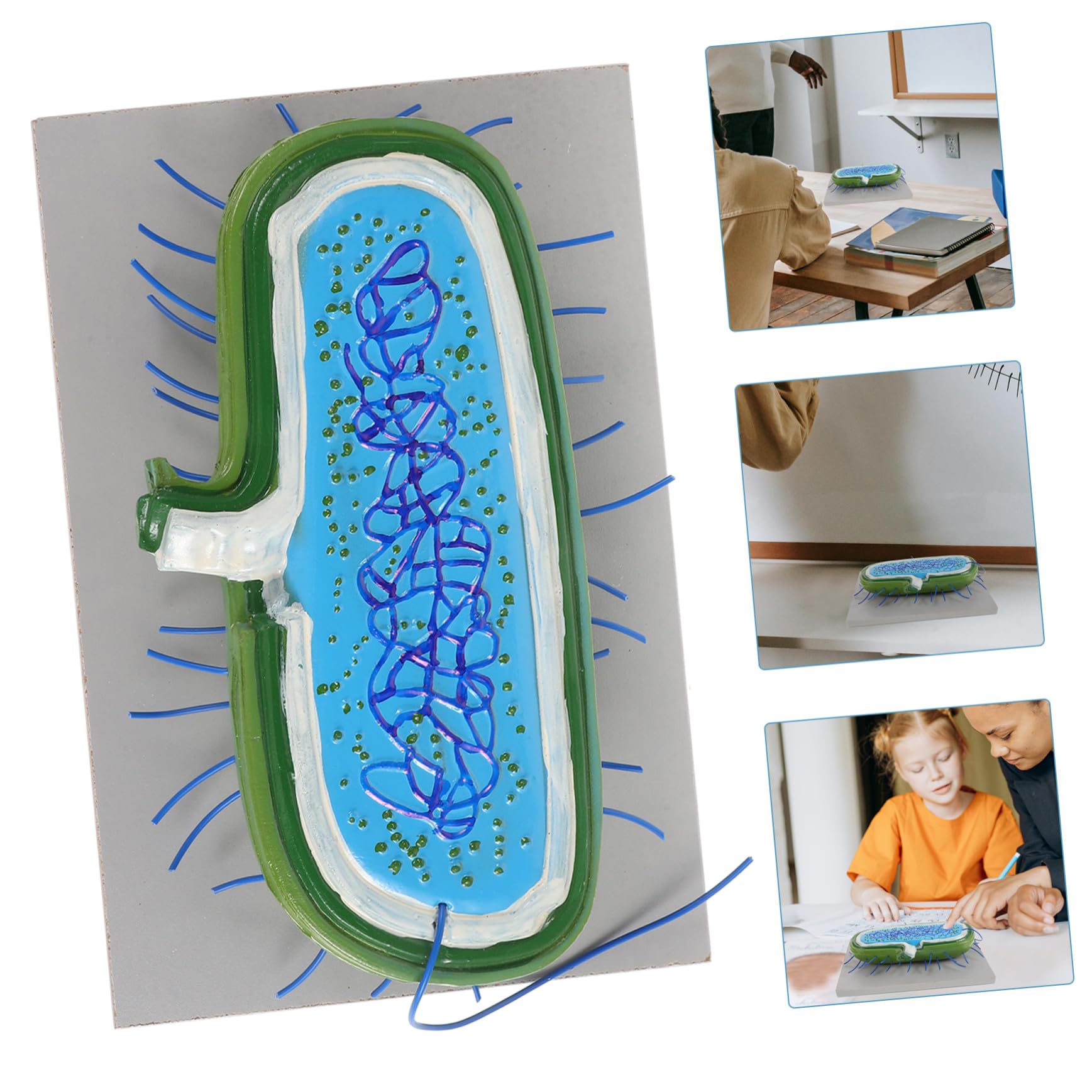 Toddmomy Anatomico di Cellule in Pvc per Insegnamento Biologico Struttura Realistica, Strumento Educativo per Laboratorio e Didattica Scolastica