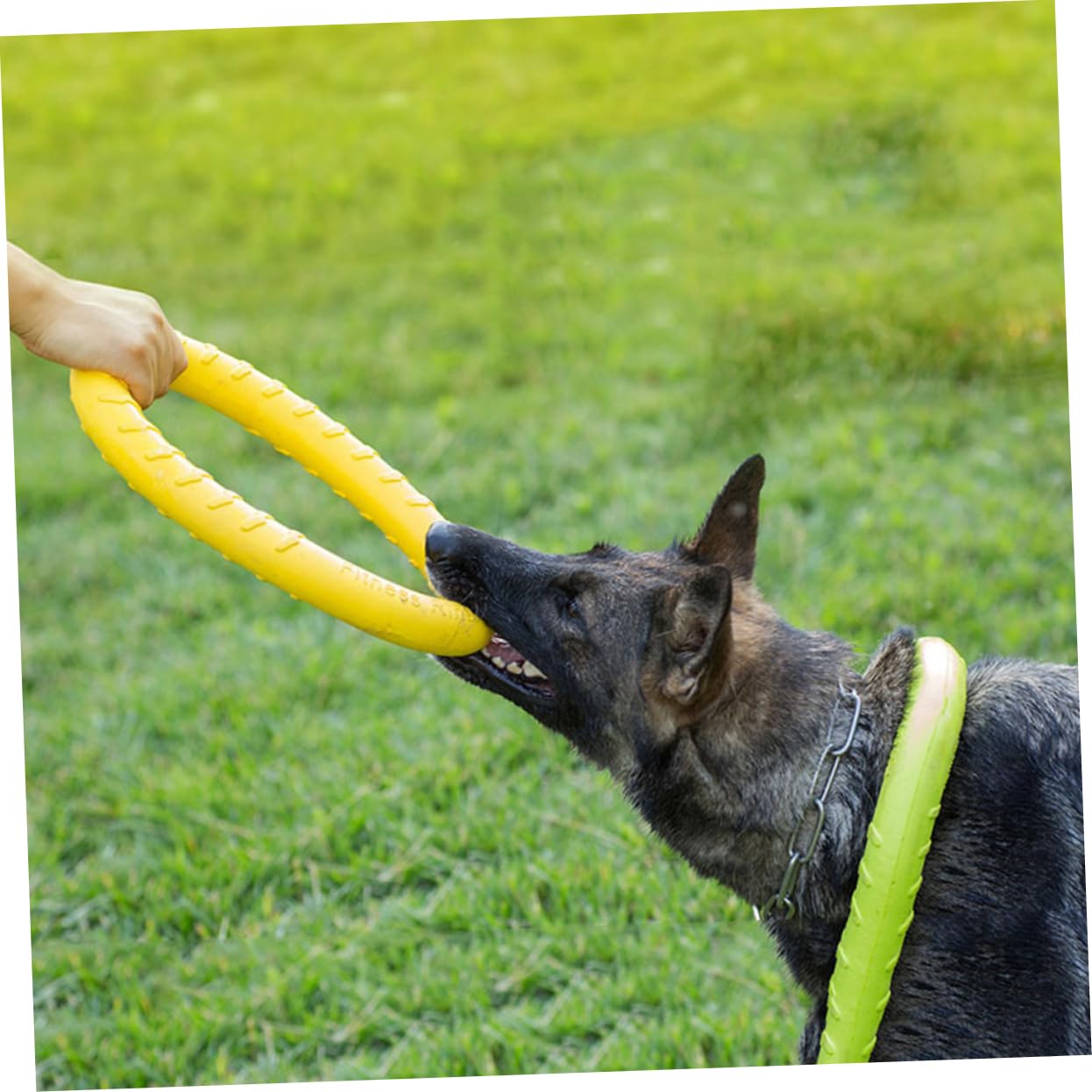 POPETPOP 2 Piezas Juguetes para Perros Cachorros Juguetes para Morder Perros Anillo De Perro Anillo De Juguete para Mascotas Mordida De Perro Masticar