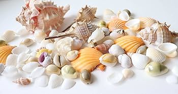 専用　特上　コンク貝　4個セット　ピンク貝殻　　28cm　置物　貝殻 専用 特上 コンク貝 4個セット ピンク貝殻 28cm 置物 貝殻