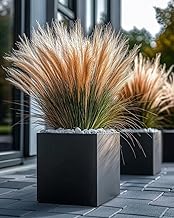 Imported Pampas Grass Seeds for Home & Gardening Pack of 100 seeds (LITE BROWN)