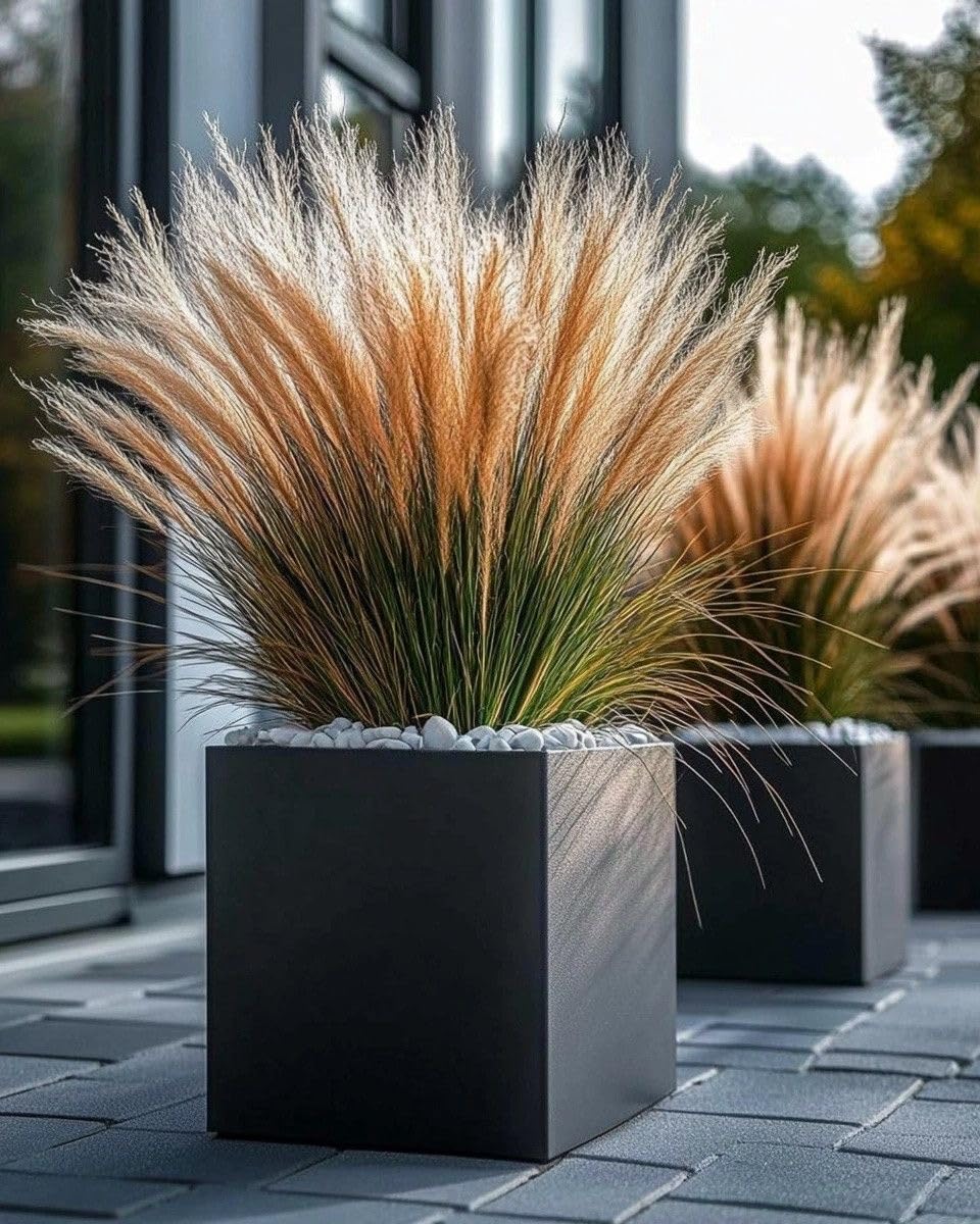 Pampas Grass Seeds - Cream - 100 Seeds -4