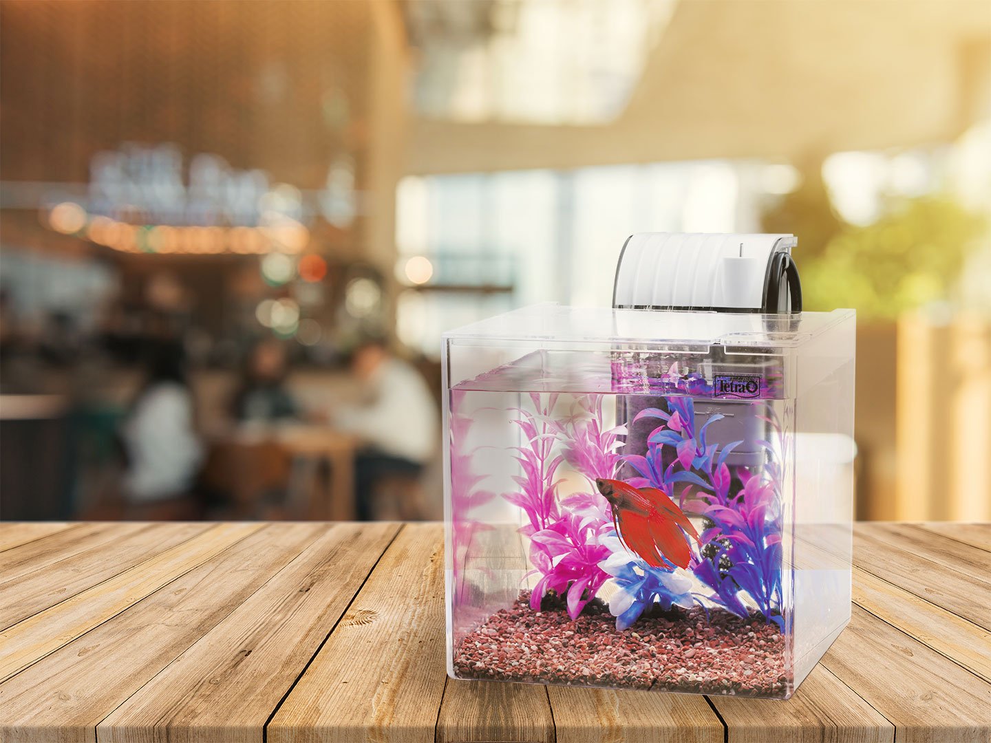 Amazon | テトラ (Tetra) テトラ 静かなベタ飼育セット SF-17BF 水槽