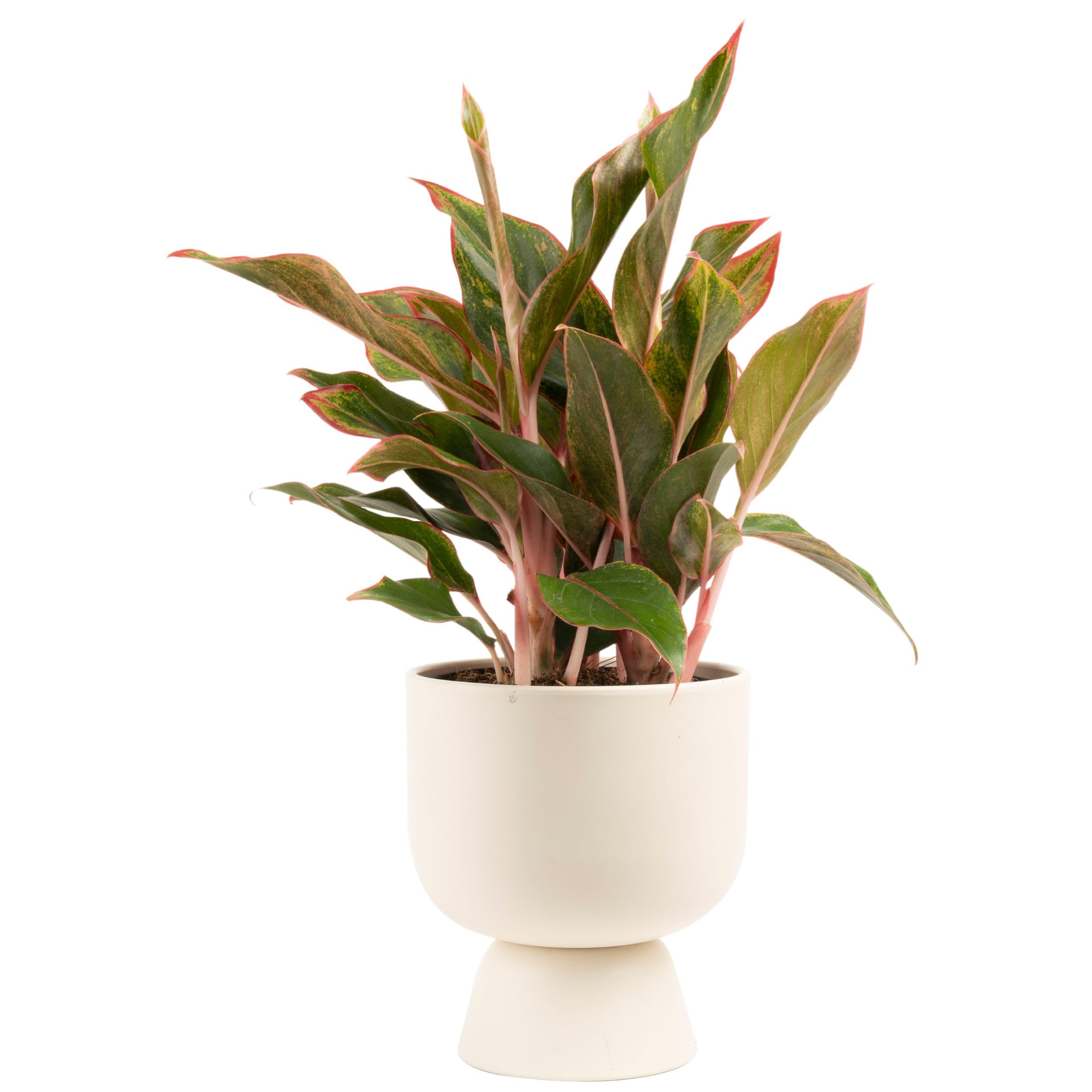 米山舞　everlasting plants 米山舞 everlasting plants オリジナルeverlasting -plants