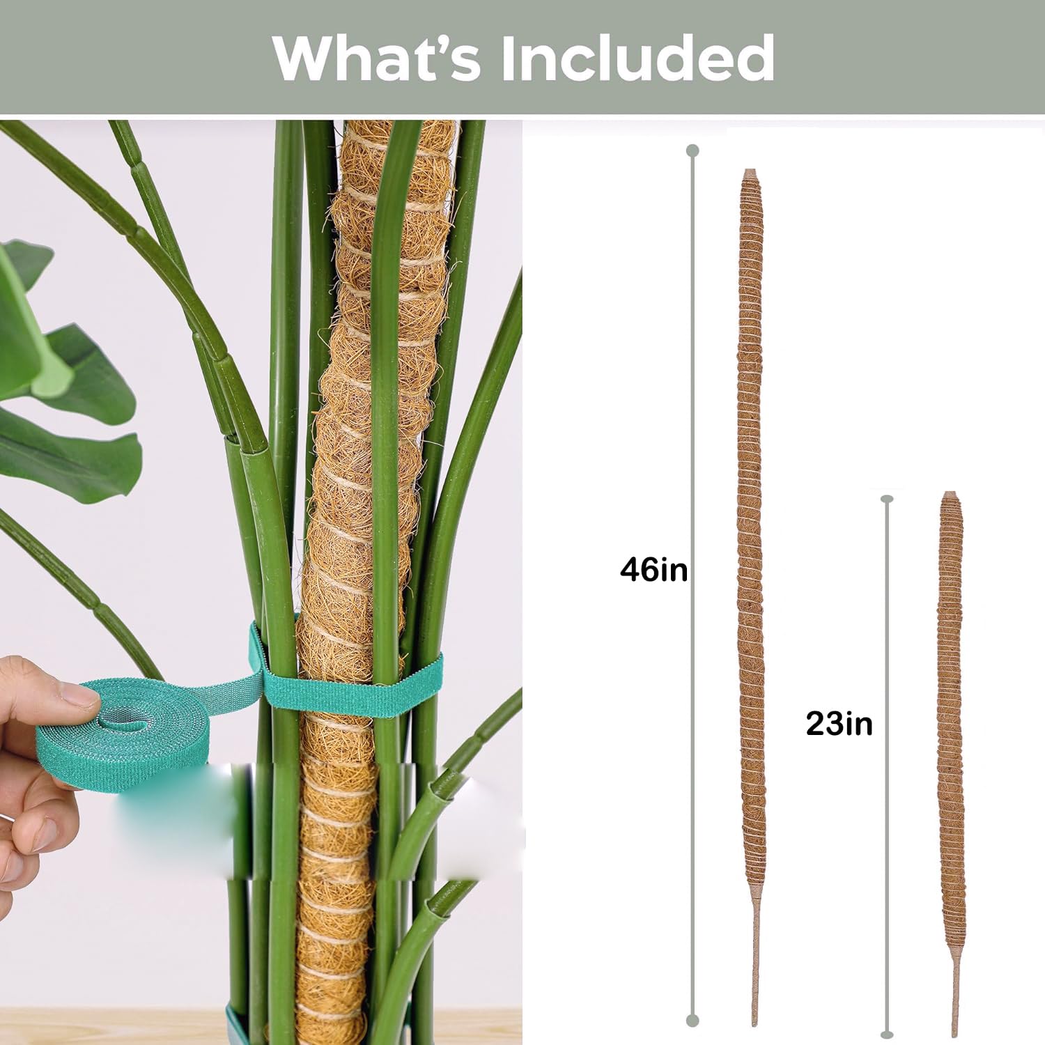 Moss Pole for Monstera,2 Pack 25 In/48 In Plant Supports for Indoor Plants,Bendable Plant Stakes Moss Poles for Potted Indoor Climbing Plants (60cm+120cm) - Image 2