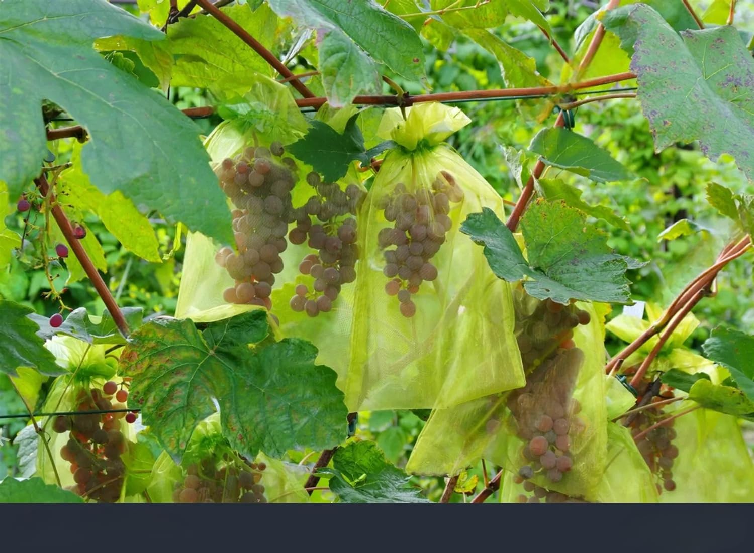 Bolsas para Uvas en Parra, 100 Piezas Bolsas Uvas Protección, Bolsa para Proteger Fruta 30cm x 20cm, Proteger Las Frutas de Las Aves Mariposa Avispa Aves