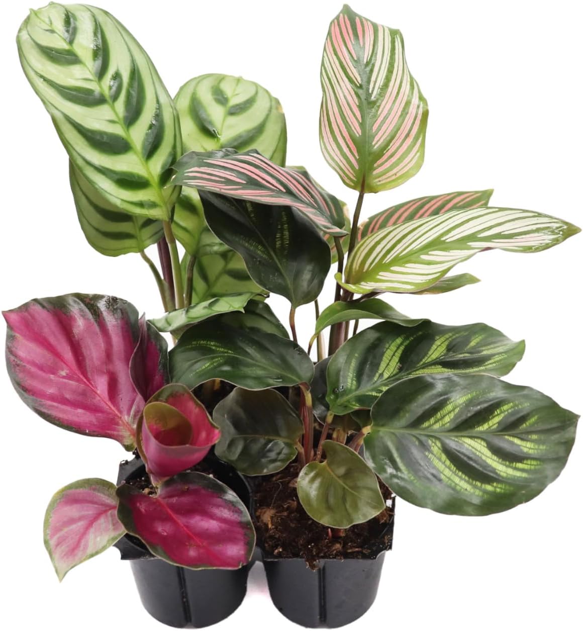 Calathea Classics 4-Pack Starter (Prayer Plants) by California Tropicals