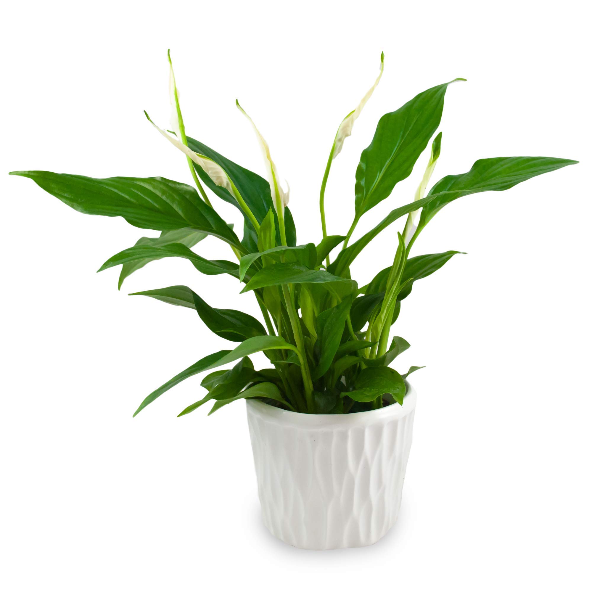 POWERS TO FLOWERS - Zamioculcas (Gemma Di Zanzibar) XXL In Vaso Ceramica Bianco - Altezza 110cm - Pianta Vera