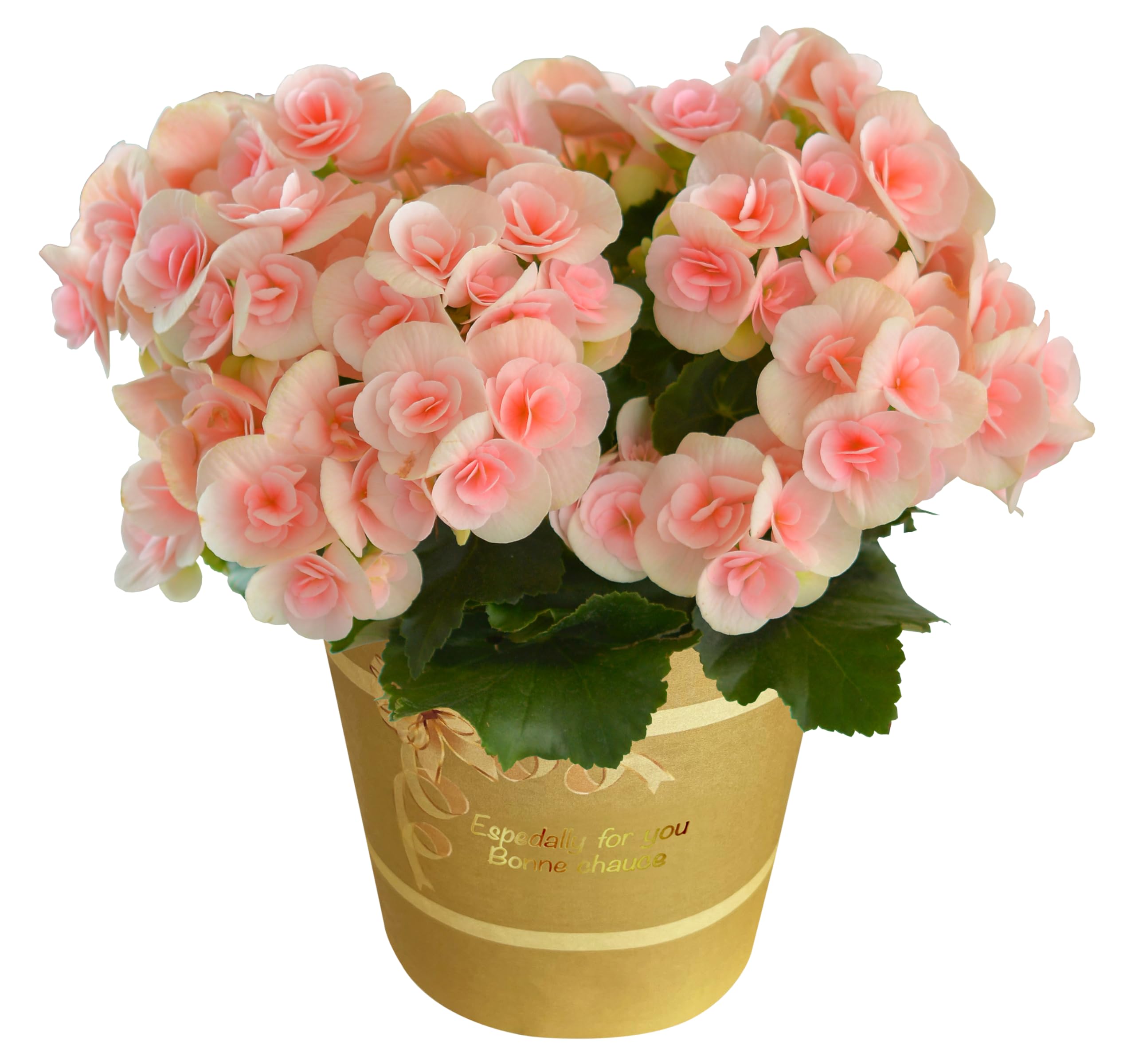 Amazon.co.jp: 花のギフト社 リーガース ベコニア 花 ギフト