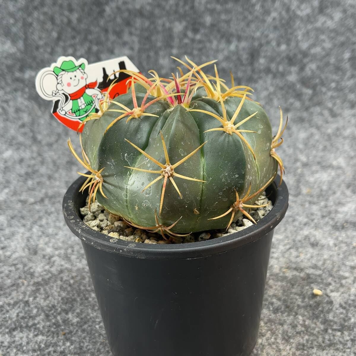 Amazon.co.jp: 鉢ごと発送フェロカクタス赤城 Ferocactus