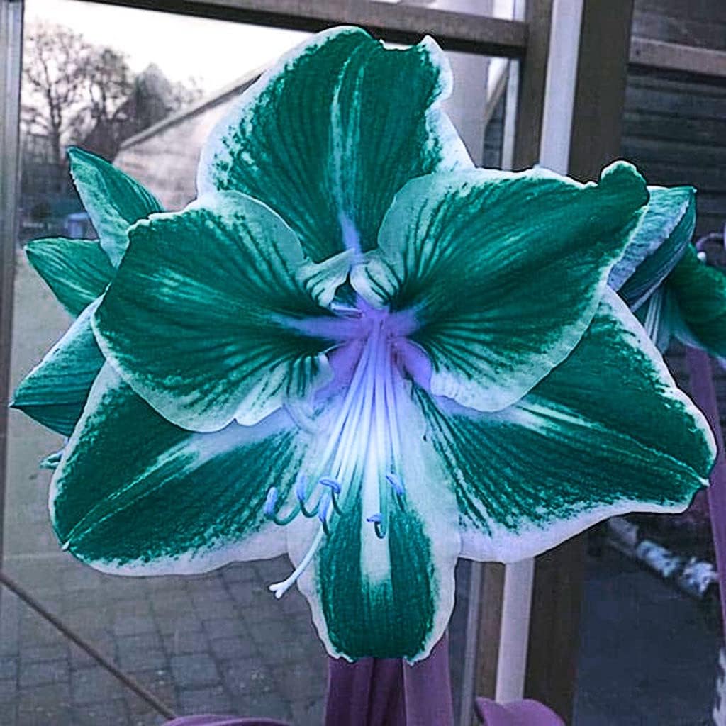 アマリリスの球根 家の装飾植物根 あなた 花 の 球根 1 4球根 Faz アマリリスの球根 家の装飾植物根 あなた 花 の 球根 1 4球根 Faz