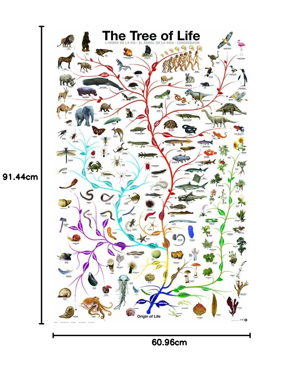 Evolution The Tree Of Life Biology Science Chart Education 1910x1000