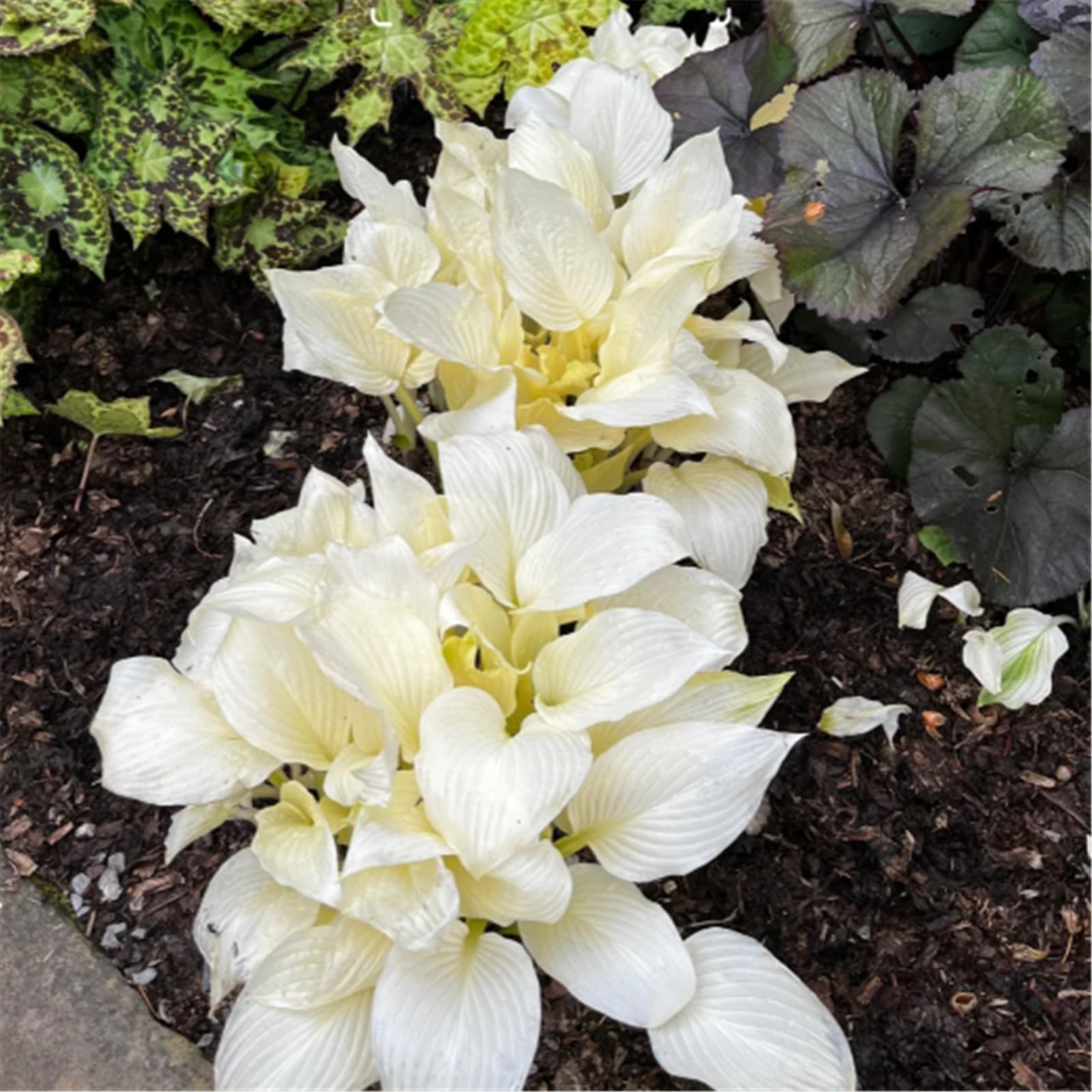 Hardy Perennial,Canna Plants UK, Excellent Display Hosta tubers - Large perennials - Great as Ground Cover in The shade-8bulbs-C