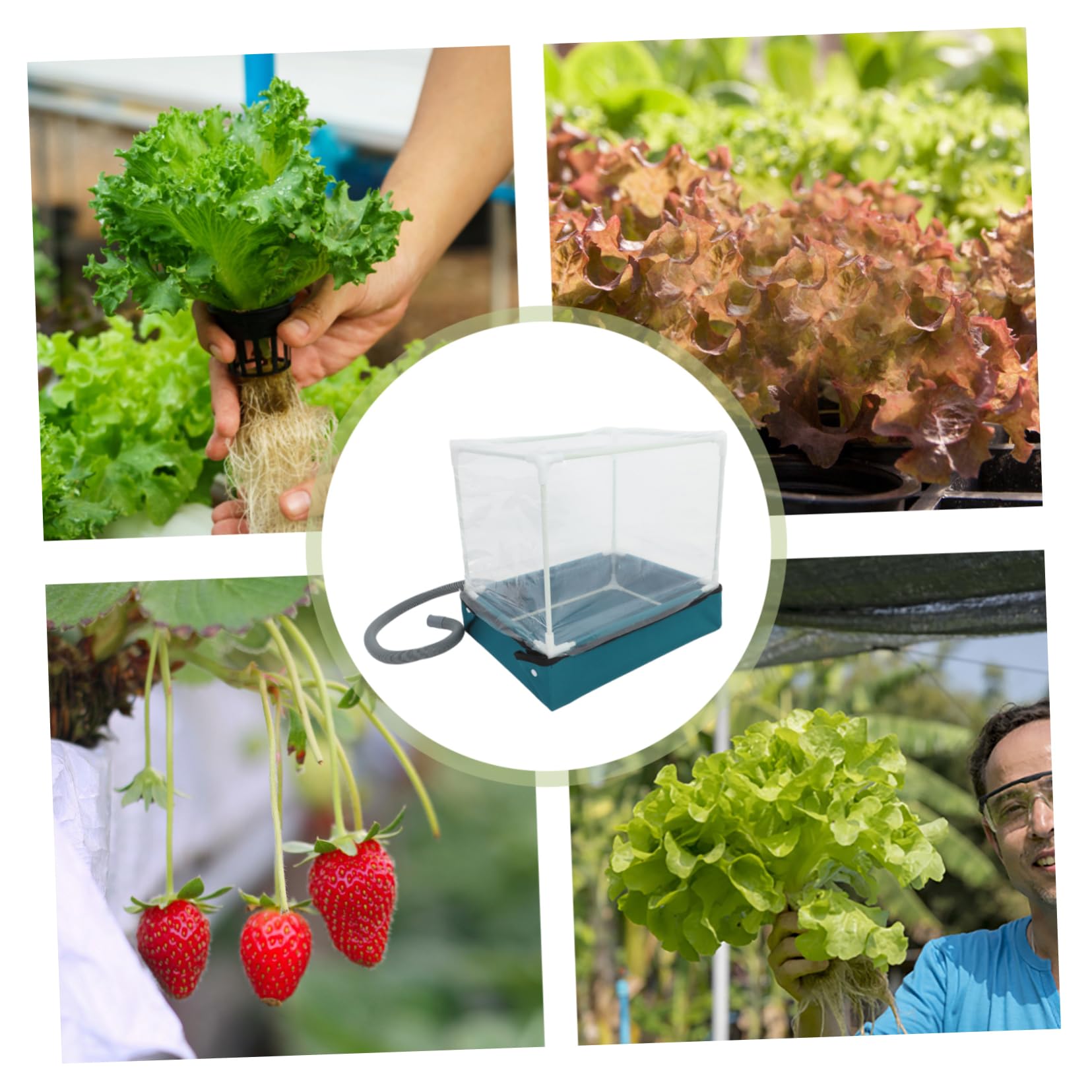 ifundom Mini Serra per Piante con Base Design Rimovibile e Protezione per Giardinaggio da Tavolo Spazi Ridotti Serra Compatta per